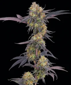 Σπόροι κάνναβης Barney’s Farm Tropicana Cherry με Cali genetics