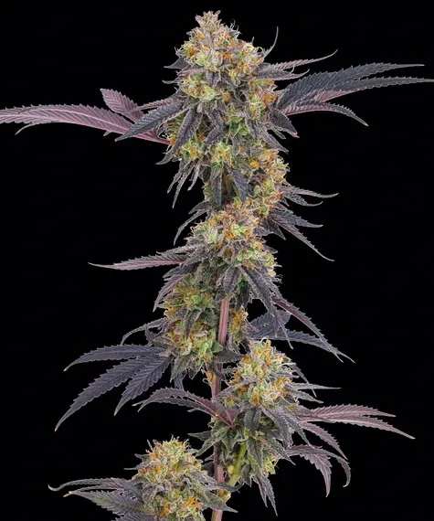 Barneys Farm Tropicana Cherry | Canna24 Σπόροι κάνναβης Barney’s Farm Tropicana Cherry με Cali genetics