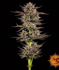 Barneys Farm Frosted Zinn x 3 Bears OG Auto | Canna24 Barneys Farm Frosted Zinn 3 Bears OG Auto seeds pack