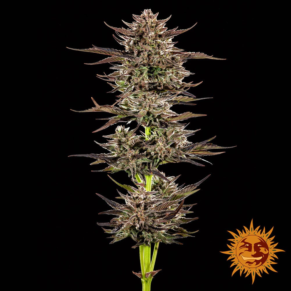 Barneys Farm Frosted Zinn x 3 Bears OG Auto | Canna24 Barneys Farm Frosted Zinn 3 Bears OG Auto seeds pack
