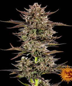 Barneys Farm Frosted Zinn x 3 Bears OG Auto | Canna24 Barneys Farm autoflower seeds Frosted Zinn