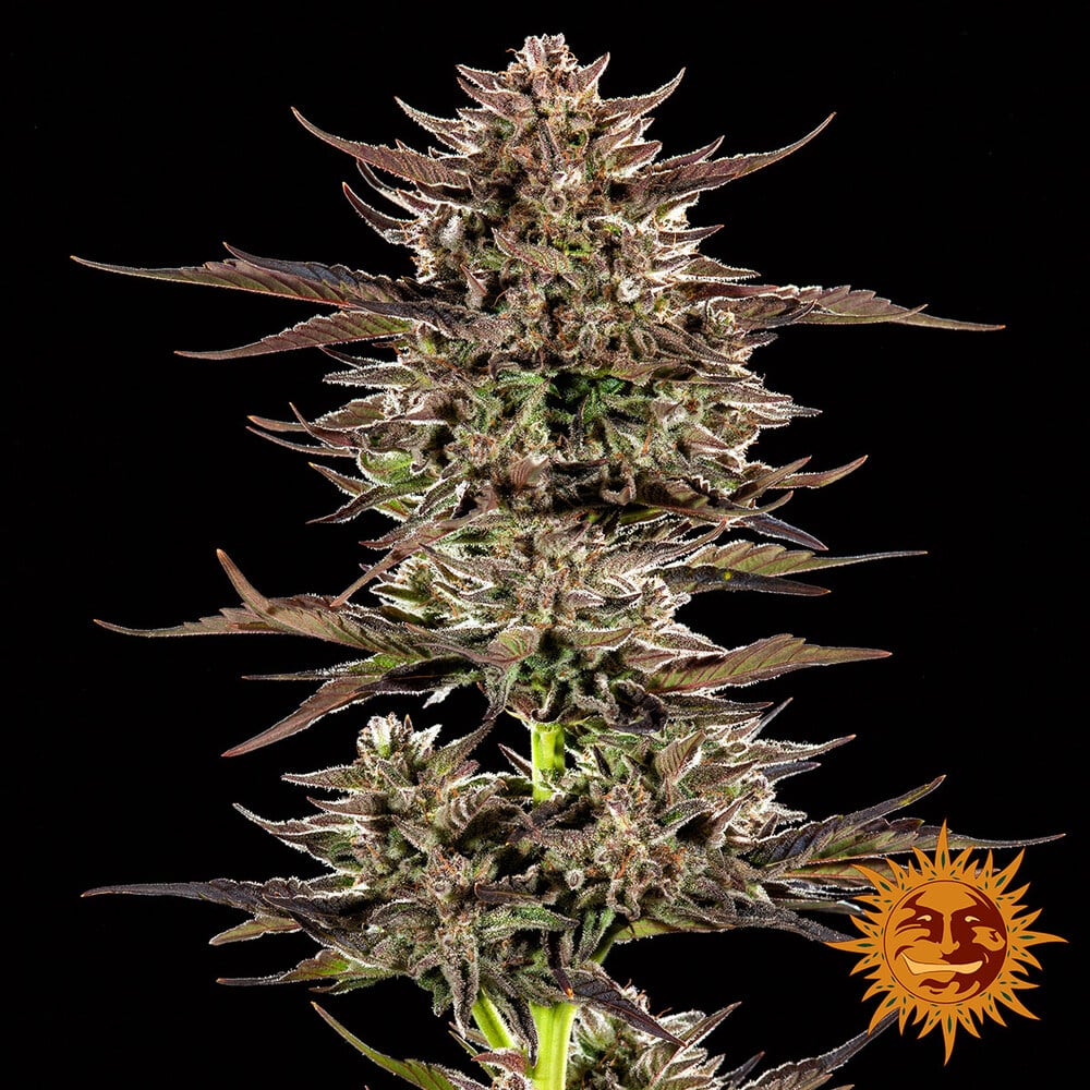 Barneys Farm Frosted Zinn x 3 Bears OG Auto | Canna24 Barneys Farm autoflower seeds Frosted Zinn