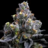 Garlic Cookies strain