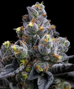 Garlic Cookies strain