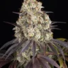 Barneys Farm Gary Payton | Canna24 Barney’s Farm Gary Payton feminized συλλεκτικοί σπόροι κάνναβης