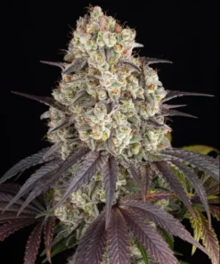 Barney’s Farm Gary Payton feminized συλλεκτικοί σπόροι κάνναβης