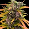 Barneys Farm GG4 Auto