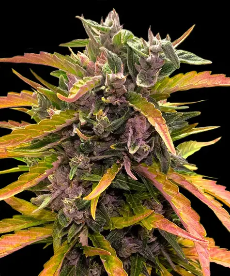 Barneys Farm GG4 Auto | Canna24 Barneys Farm GG4 Auto