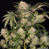Barney’s Farm AK feminized συλλεκτικοί σπόροι κάνναβης
