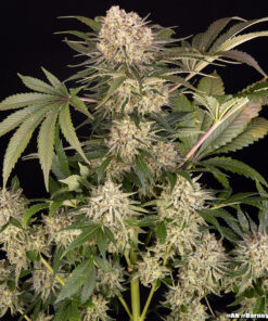 Barney’s Farm AK feminized συλλεκτικοί σπόροι κάνναβης