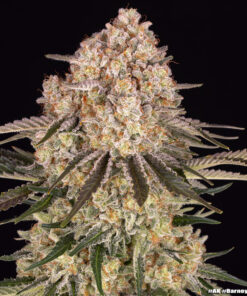 AK feminized seeds από τη Barney’s Farm