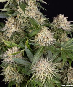 Σπόροι κάνναβης Barney’s Farm AK με Mexican Colombian Thai Afghan γενετική