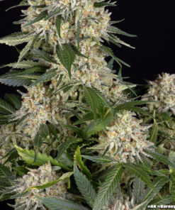 Barney’s Farm AK cannabis seeds για συλλέκτες old school genetics