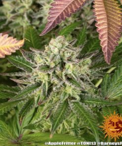 Barney’s Farm Apple Fritter cannabis seeds για συλλέκτες μοντέρνας γενετικής