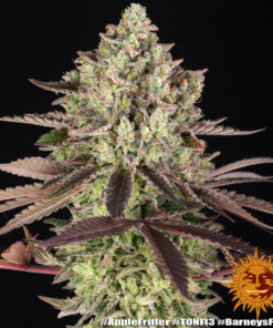 Apple Fritter feminized seeds από τη Barney’s Farm