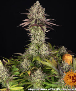 Σπόροι κάνναβης Barney’s Farm Apple Fritter με Cali dessert genetics