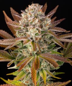 Barneys Farm JEALOUSY | Canna24 Jealousy feminized seeds από τη Barney’s Farm