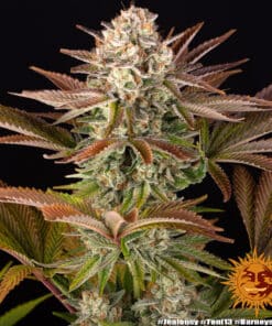 Barneys Farm JEALOUSY | Canna24 Barney’s Farm Jealousy cannabis seeds για συλλέκτες Cali genetics