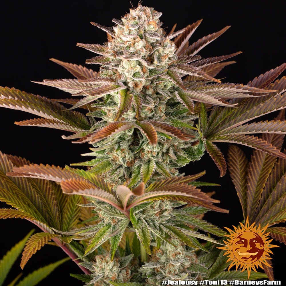 Barneys Farm JEALOUSY | Canna24 Barney’s Farm Jealousy cannabis seeds για συλλέκτες Cali genetics