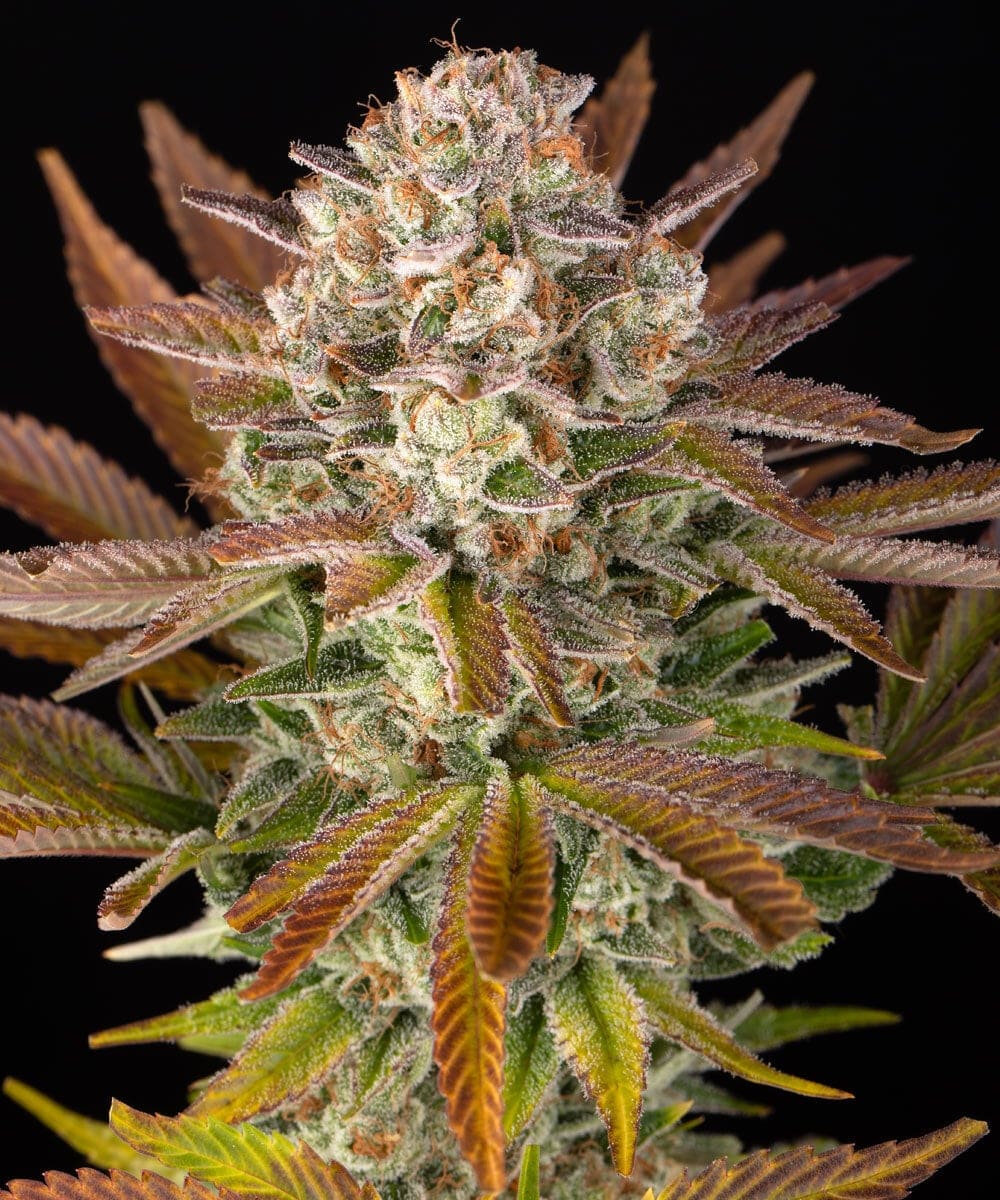 Barneys Farm JEALOUSY | Canna24 Σπόροι κάνναβης Barney’s Farm Jealousy με Sherbert Bx1 x Gelato 41 γενετική