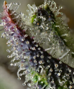 Barneys Farm SKUNK #1 STRAIN | Canna24 Σπόροι κάνναβης Barney’s Farm Skunk #1 με Afghan Acapulco Gold Colombian Gold γενετική