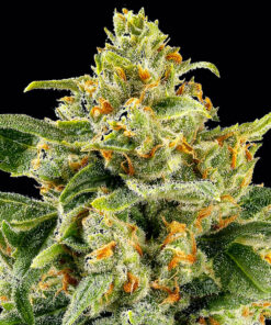Barneys Farm SKUNK #1 STRAIN | Canna24 Skunk #1 feminized seeds από τη Barney’s Farm