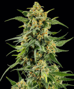 Barneys Farm SKUNK #1 STRAIN | Canna24 Barney’s Farm Skunk #1 cannabis seeds για συλλέκτες old school genetics