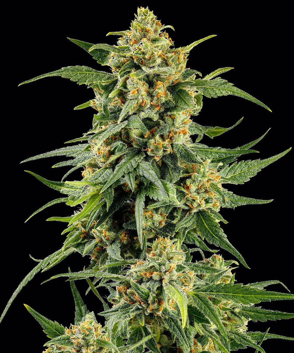 Barneys Farm SKUNK #1 STRAIN | Canna24 Barney’s Farm Skunk #1 cannabis seeds για συλλέκτες old school genetics