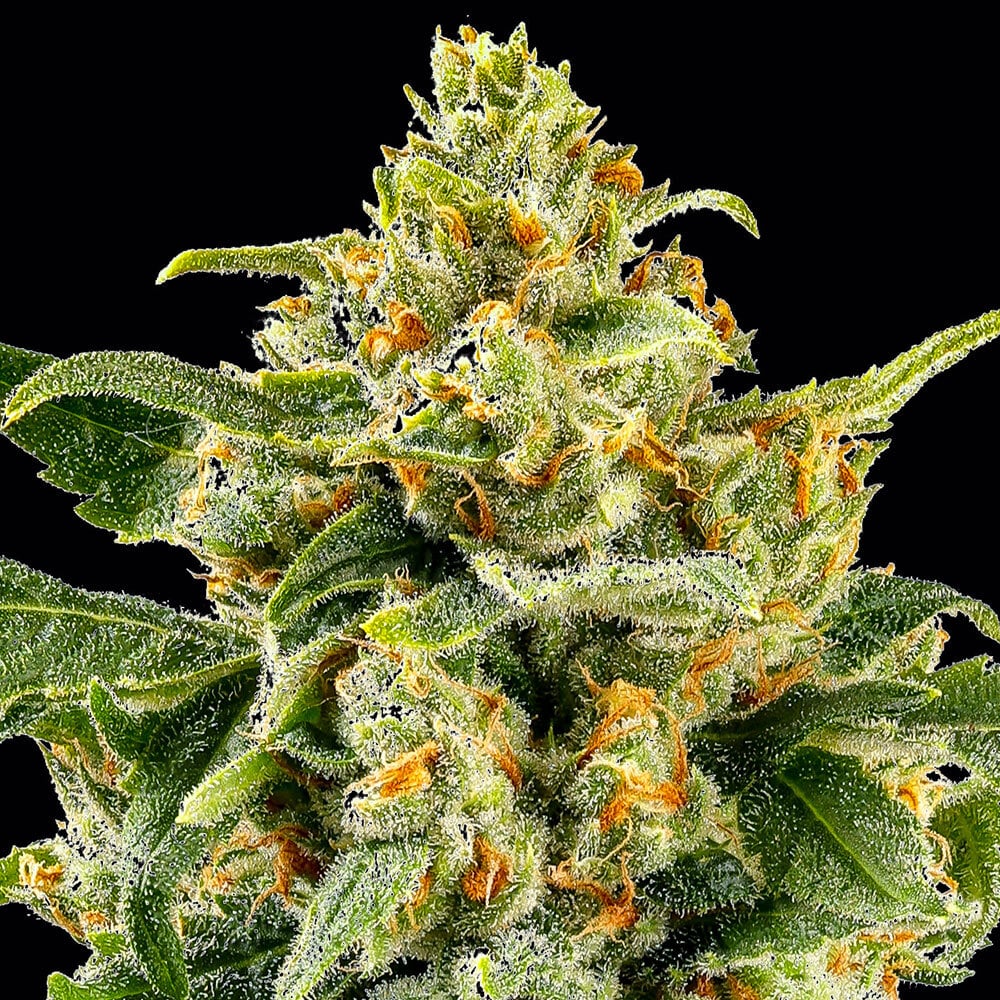 Barneys Farm SKUNK #1 STRAIN | Canna24 Skunk #1 feminized seeds από τη Barney’s Farm