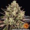 Barney’s Farm Apple Fritter feminized συλλεκτικοί σπόροι κάνναβης