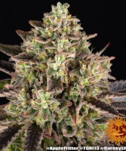 Barney’s Farm Apple Fritter feminized συλλεκτικοί σπόροι κάνναβης