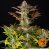 Barneys Farm JEALOUSY | Canna24 Barney’s Farm Jealousy feminized συλλεκτικοί σπόροι κάνναβης