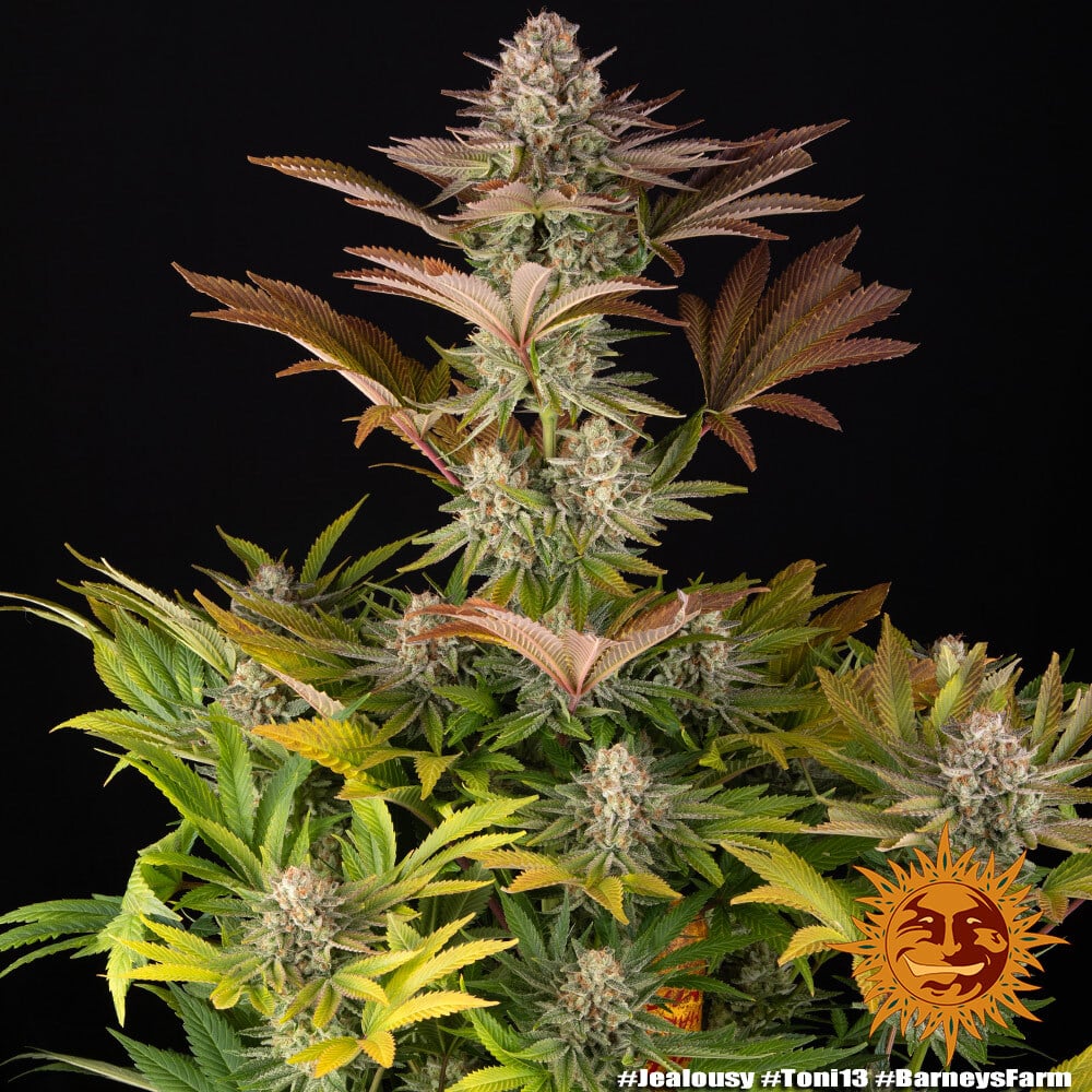 Barneys Farm JEALOUSY | Canna24 Barney’s Farm Jealousy feminized συλλεκτικοί σπόροι κάνναβης