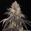 Barney’s Farm Blue Dream feminized συλλεκτικοί σπόροι κάνναβης