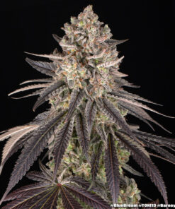 Barney’s Farm Blue Dream feminized συλλεκτικοί σπόροι κάνναβης