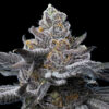 LFG feminized seeds από τη Barney’s Farm σε συνεργασία με B-Real