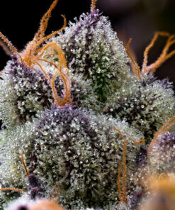 Barney’s Farm LFG cannabis seeds για συλλέκτες Cali genetics