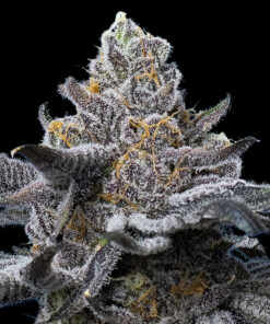 LFG feminized seeds από τη Barney’s Farm σε συνεργασία με B-Real