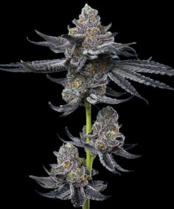 Σπόροι κάνναβης Barney’s Farm LFG με Lemon Cherry Gelato x Gelato 41 γενετική