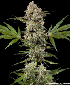 Σπόροι κάνναβης Barney’s Farm Banana Runtz με Runtz x Banana OG γενετική