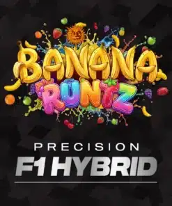 Barney’s Farm Banana Runtz cannabis seeds για συλλέκτες Cali genetics