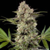 Barney’s Farm Banana Runtz feminized συλλεκτικοί σπόροι κάνναβης