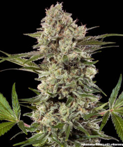 Barney’s Farm Banana Runtz feminized συλλεκτικοί σπόροι κάνναβης