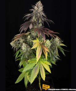 Blue Dream feminized seeds από τη Barney’s Farm