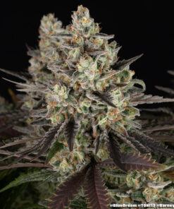Barney’s Farm Blue Dream