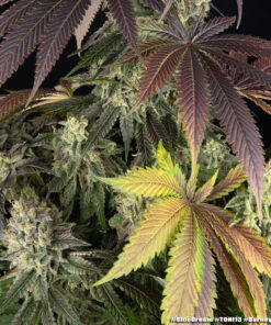 Barney’s Farm Blue Dream