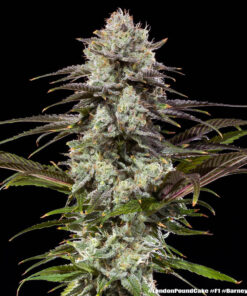 Barney’s Farm London Pound Cake | Canna24 Σπόροι κάνναβης Barney’s Farm London Pound Cake με Sunset Sherbet x GSC Indica Pheno γενετική