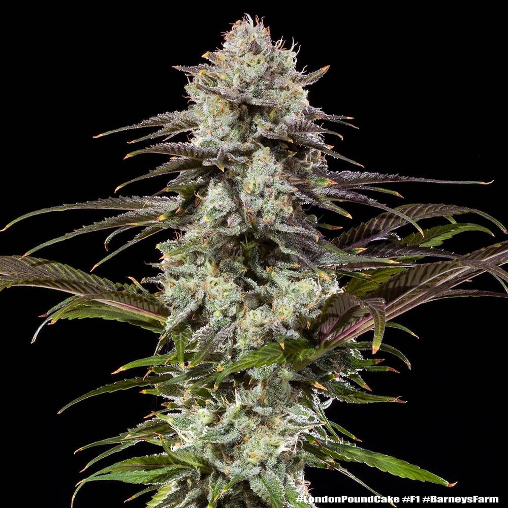 Barney’s Farm London Pound Cake | Canna24 Σπόροι κάνναβης Barney’s Farm London Pound Cake με Sunset Sherbet x GSC Indica Pheno γενετική
