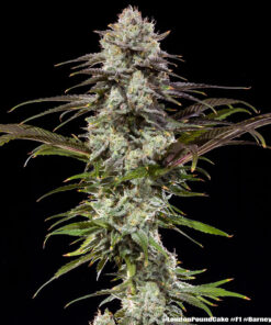 Barney’s Farm London Pound Cake | Canna24 London Pound Cake feminized seeds από τη Barney’s Farm