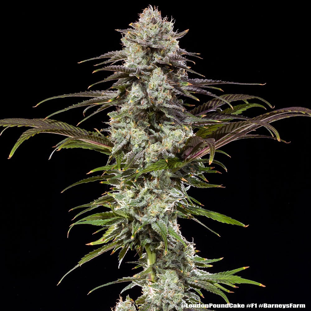 Barney’s Farm London Pound Cake | Canna24 London Pound Cake feminized seeds από τη Barney’s Farm